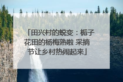 田兴村的蜕变：栀子花田的杨梅熟啦 采摘节让乡村热闹起来