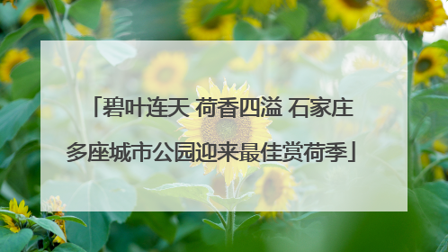 碧叶连天 荷香四溢 石家庄多座城市公园迎来最佳赏荷季
