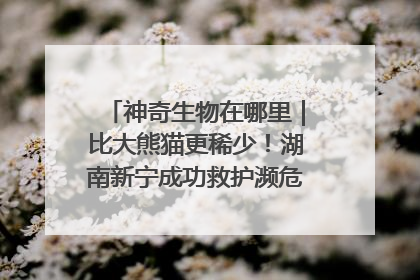 神奇生物在哪里｜比大熊猫更稀少！湖南新宁成功救护濒危鸟类海南鳽