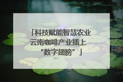 科技赋能智慧农业 云南咖啡产业插上“数字翅膀”