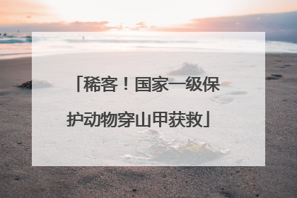 稀客！国家一级保护动物穿山甲获救