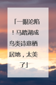 一眼沦陷！马踏湖成鸟类诗意栖居地，太美了