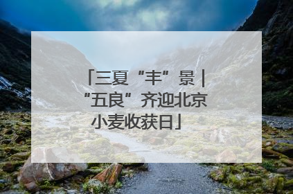 三夏“丰”景｜“五良”齐迎北京小麦收获日