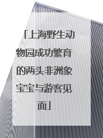 上海野生动物园成功繁育的两头非洲象宝宝与游客见面