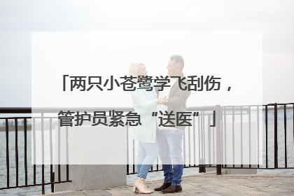 两只小苍鹭学飞刮伤，管护员紧急“送医”