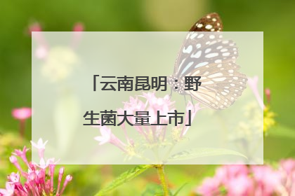 云南昆明：野生菌大量上市