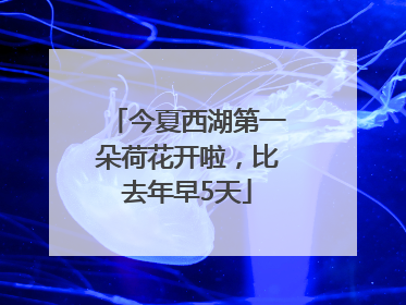 今夏西湖第一朵荷花开啦，比去年早5天