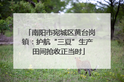 南阳市宛城区黄台岗镇：护航“三夏”生产 田间抢收正当时