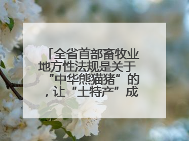 全省首部畜牧业地方性法规是关于“中华熊猫猪”的，让“土特产”成为“新国潮”，让“农产品”升格为“城市IP”