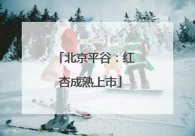 北京平谷：红杏成熟上市