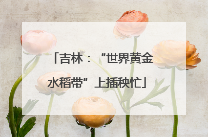 吉林：“世界黄金水稻带”上插秧忙