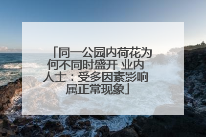 同一公园内荷花为何不同时盛开 业内人士：受多因素影响 属正常现象