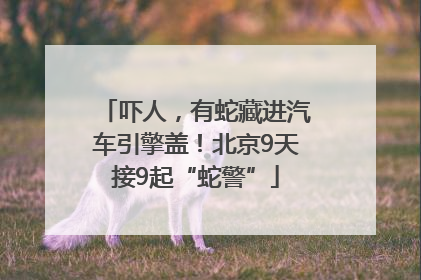 吓人，有蛇藏进汽车引擎盖！北京9天接9起“蛇警”