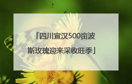 四川宣汉500亩波斯玫瑰迎来采收旺季