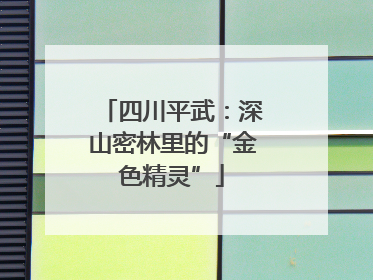 四川平武：深山密林里的“金色精灵”