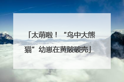 太萌啦！“鸟中大熊猫”幼崽在黄陂破壳