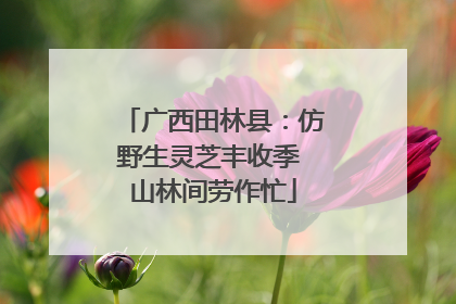 广西田林县：仿野生灵芝丰收季 山林间劳作忙