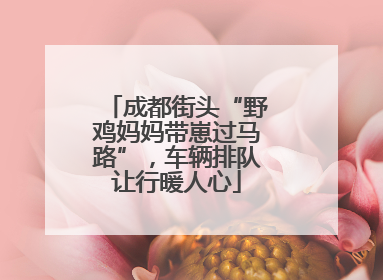 成都街头“野鸡妈妈带崽过马路”，车辆排队让行暖人心