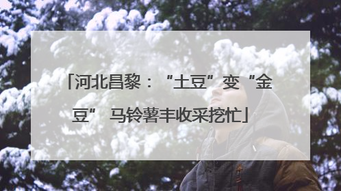 河北昌黎：“土豆”变“金豆” 马铃薯丰收采挖忙