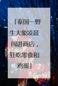 泰国一野生大象凌晨闯进商店，狂吃零食和鸡蛋