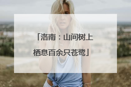 洛南：山间树上栖息百余只苍鹭