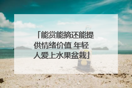 能赏能摘还能提供情绪价值 年轻人爱上水果盆栽
