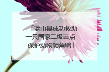蓝山县成功救助一只国家二级重点保护动物领角鸮