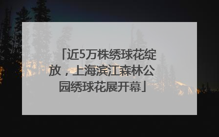 近5万株绣球花绽放，上海滨江森林公园绣球花展开幕