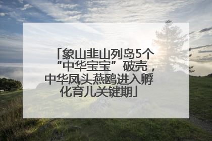 象山韭山列岛5个“中华宝宝”破壳，中华凤头燕鸥进入孵化育儿关键期