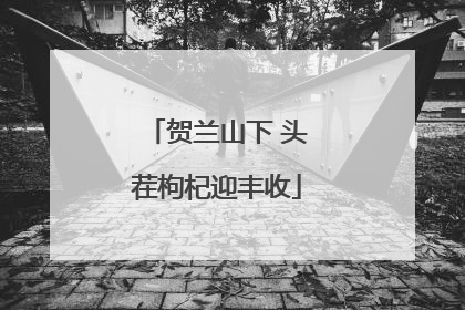 贺兰山下 头茬枸杞迎丰收