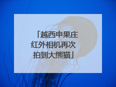 越西申果庄红外相机再次拍到大熊猫