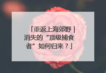 重返上海郊野｜消失的“顶级捕食者”如何归来？